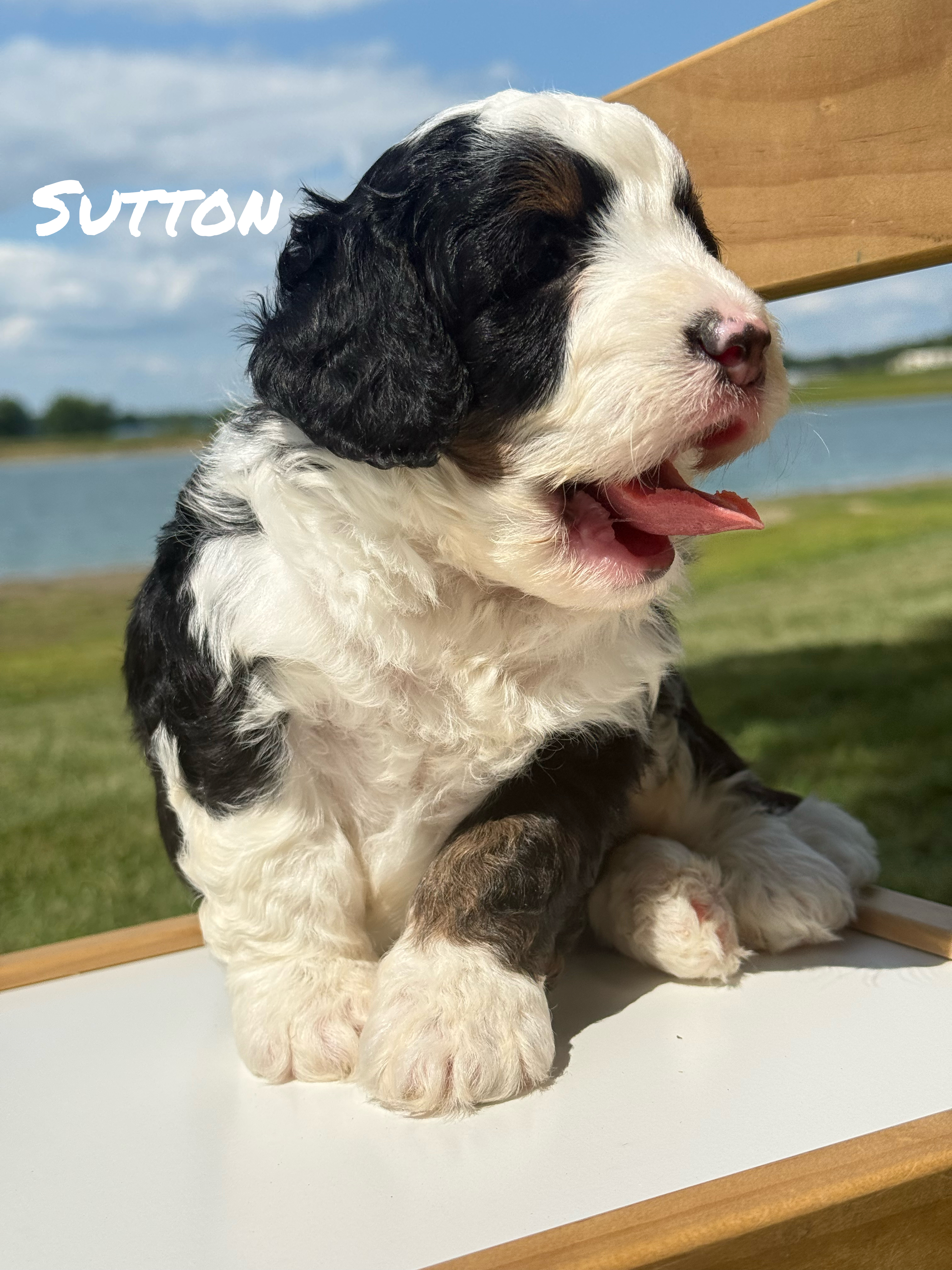 Sutton 1